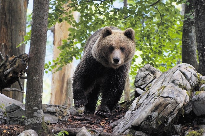 Do konca septembra 2019 je dovoljeno iz narave odvzeti  (odstrel in izgube) kar dvesto medvedov. Strokovnjaki Zavoda za...
