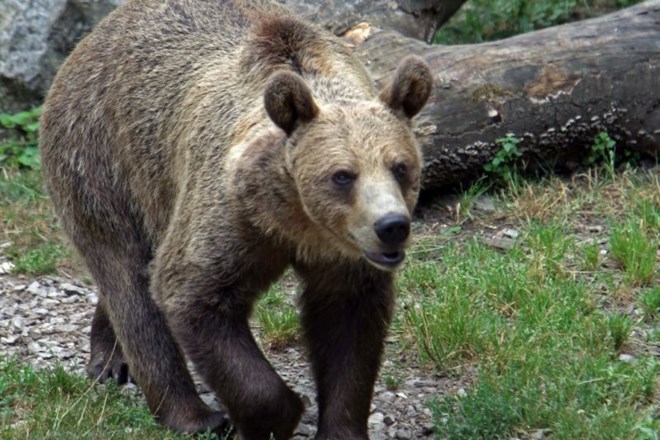 Alpe Adria Green s tožbo nad odlok vlade o odvzemu medvedov iz narave