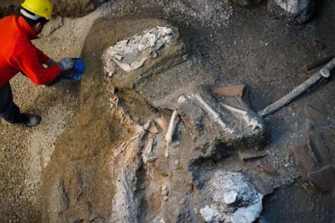 #video V Pompejih odkrili osedlano okostje plemenskega žrebca