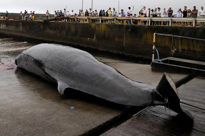 Japonska bo z novim letom obnovila komercialni kitolov