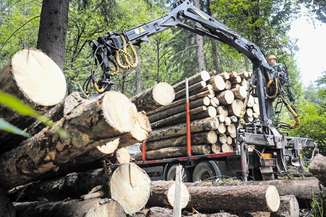Megažaga bi omogočila letni razrez lesa v višini 300.000 kubičnih metrov.