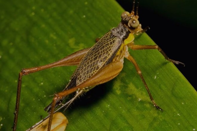 Indies short-tailed cricket, lat. Anurogryllus celerinictus.
