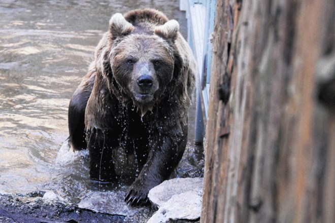 Medvedi v slovenskih gozdovih so za zdaj varni pred odstrelom.