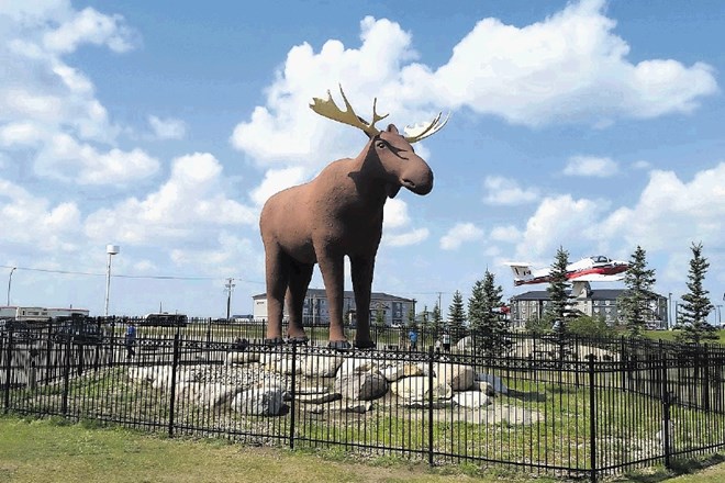 Kip losa, visok 9,75 metra,   je več kot trideset let kraju Moose Jaw prinašal svetovno slavo.