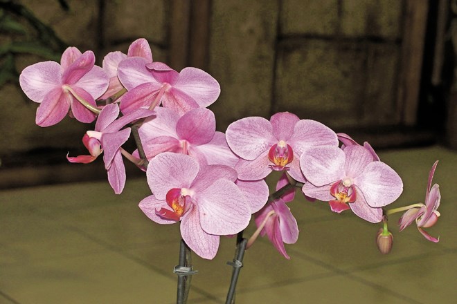 Pravilna nega orhidej, lepotic naših domov