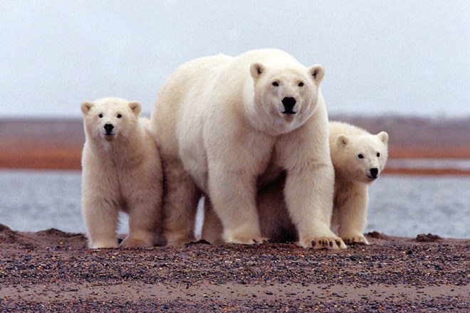 Na ruskem otočju izredne razmere zaradi severnih medvedov 