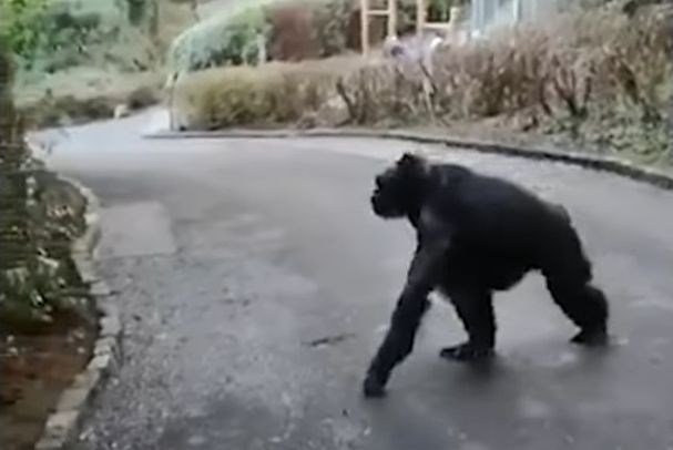 #video Šimpanzi pobegnili iz ograde živalskega vrta v Belfastu