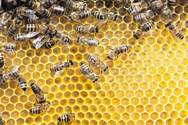 Čebele se lahko naučijo računati
