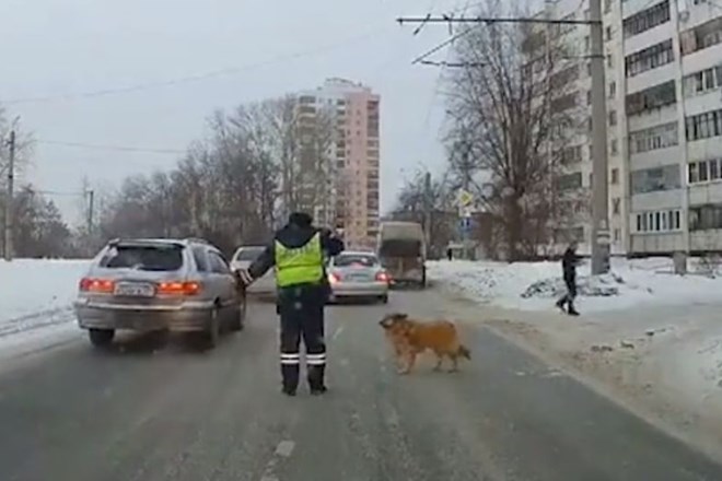 #video Ruski policist ustavil promet in čez cesto spustil šepajočega psa