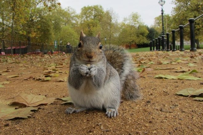 Siva veverica v Londonu.