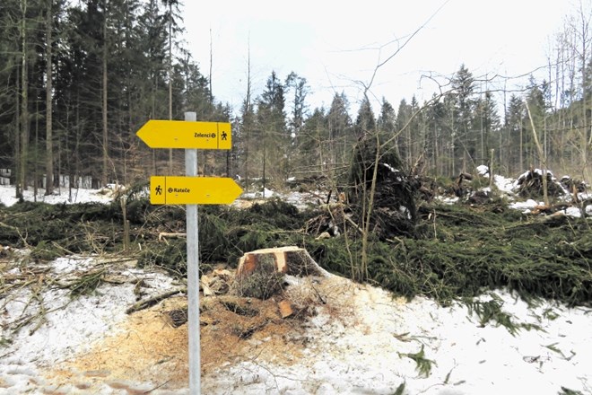 Predstavniki agrarne skupnosti Podkoren pravijo, da bi, če bi jih pristojni poslušali, precej gozda, uničenega v lanskem...