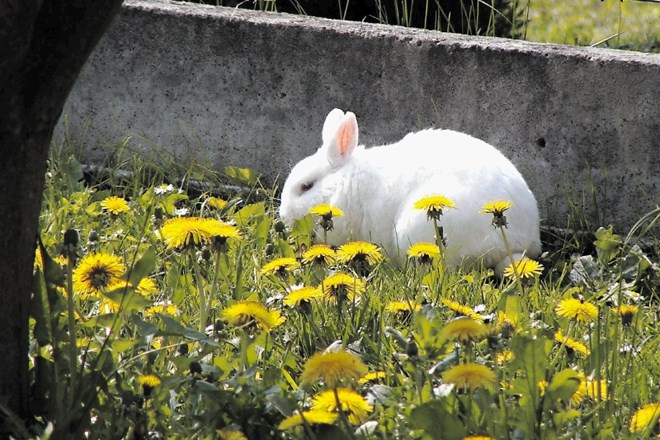 Za zajce so strupene skoraj vse gomoljnice, bolj pa so do njih prijazne začimbe.