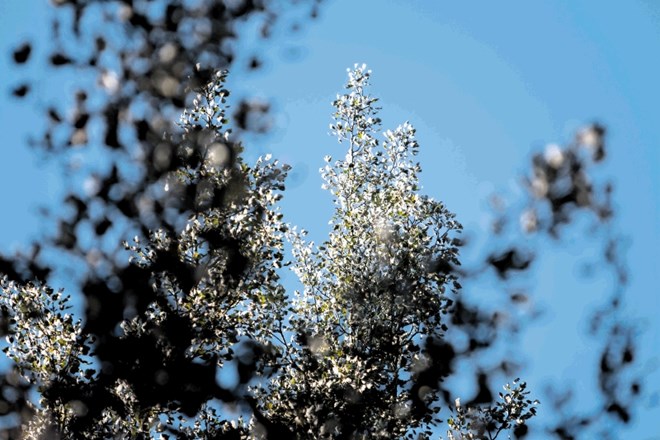 V Sloveniji je aprila v zraku tudi prah topola, na fotografiji pa vidimo njegove cvetove.