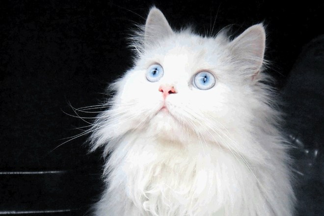 Bele mačke ali mačke z modrimi očmi so bolj nagnjene h gluhosti kot druge mačke.
