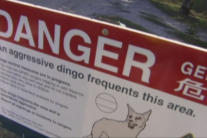 Ob vstopu na območje Fraser Islanda je sicer opozorilna tabla, da na tem območju živijo nevarni dingoti.