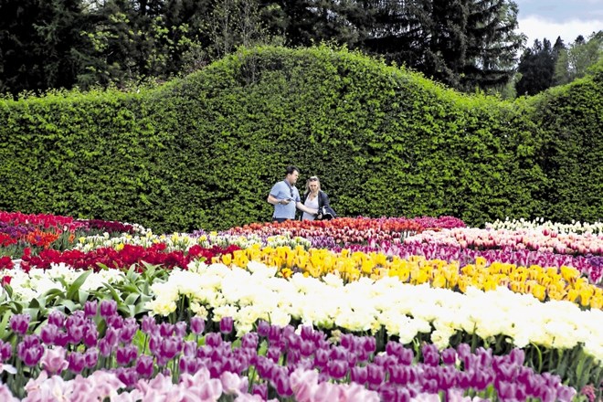 Vsako pomlad v Arboretumu zacveti dva milijona tulipanov.