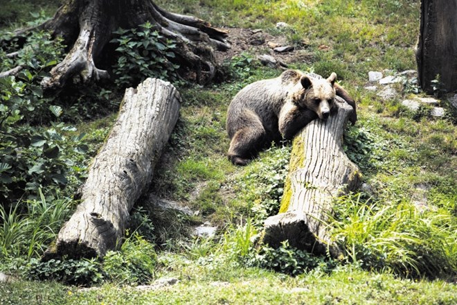 Po mnenju strokovnjakov se bo število medvedov povečalo, če odstrela ne bo.