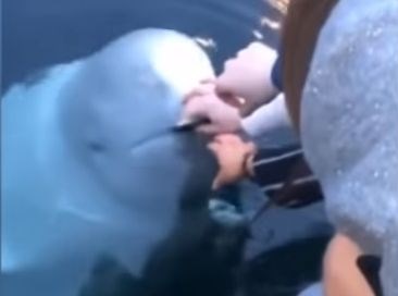 #video Domnevni ruski kit »vohun« prijazno vrnil izgubljen telefon  