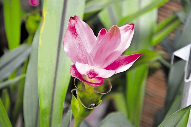 Vijoličasto-rožnati cvetovi se razpirajo v maju in juniju.