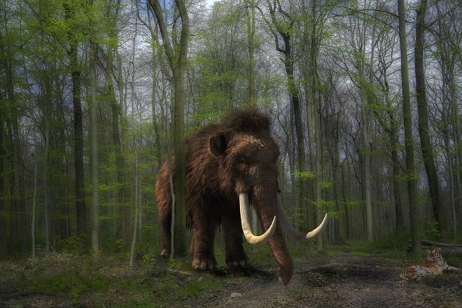 Ekipi ruskih in japonskih znanstvenikov je že uspelo iz celic samice mamuta po imenu Juka izvleči genetske podatke in...