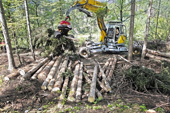Zadnje mirno leto za slovenske gozdove je bilo 2011. Od takrat zaradi vetrolomov in izbruhov podlubnikov marsikje po državi...
