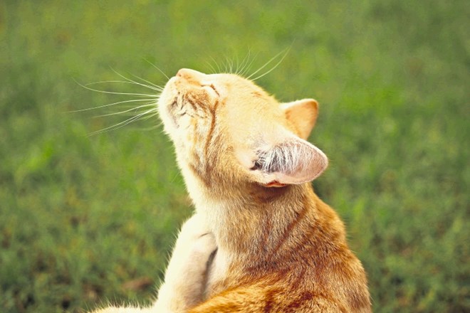 Nosečnice se morajo, če niso prebolele toksoplazmoze,  izogibati mačkam.