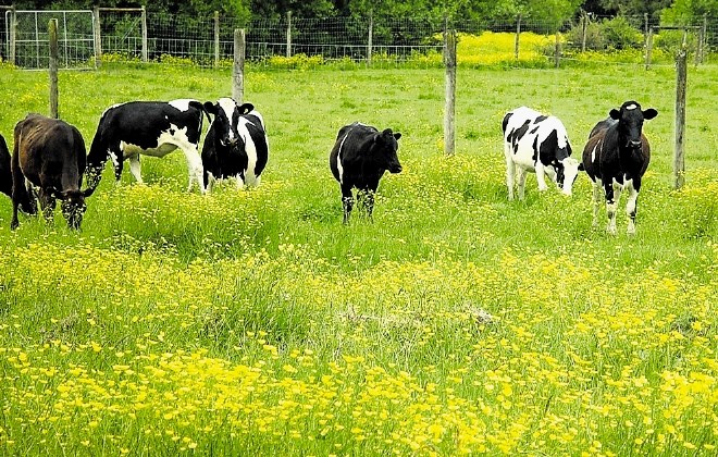 Krave z manj vetrovi pozitivno vplivajo na okolje