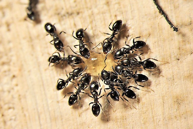 Gomazeča nadloga: preženimo mravlje iz našega doma