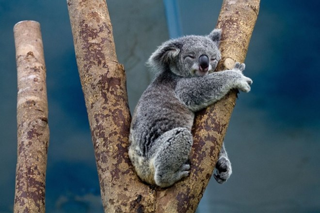 V avstralski divjini le še 80.000 koal