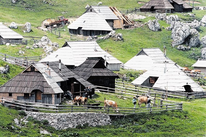 Obiskovalce Velike planine v poletni sezoni poleg neokrnjene narave navdušujejo tudi krave, ki pozvanjajo z zvonci in se...