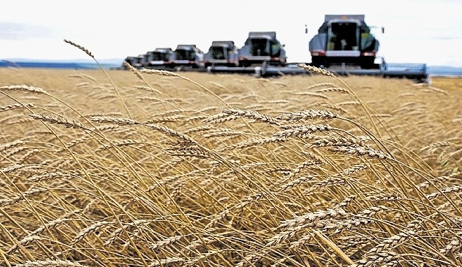 V Pomurju bo pšenice letos več, kakovost boljša kot lani