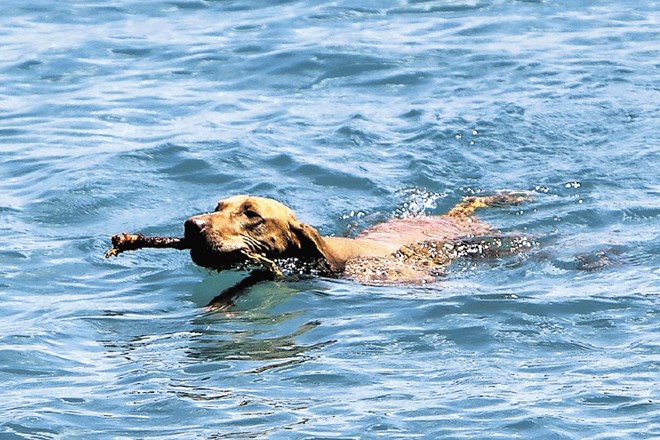 Prijetno osvežitev bo pes vsekakor našel v plavanju.