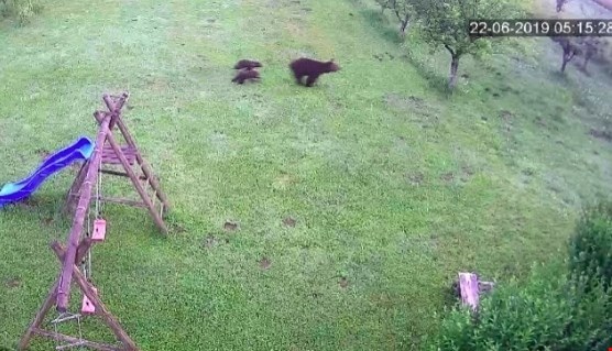 Le še nekaj dni za odstrel medvedke z mladiči, tega preprečujejo tudi aktivisti
