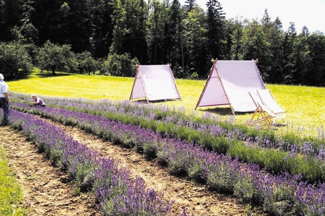 Vijoličasta polja sivke na zasavskih hribih je zasadila vrtnarica Damjana Napret Čeperlin.