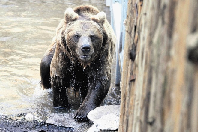 Medvedi niso le tarče zakonitega, ampak tudi nezakonitega lova.
