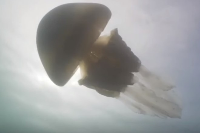 #video Potapljači naleteli na orjaško meduzo