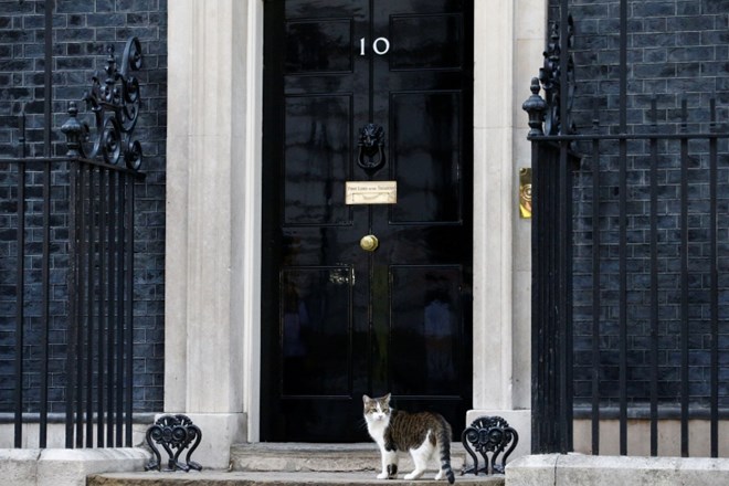 Britanski premier bo moral najprej očarati mačko 