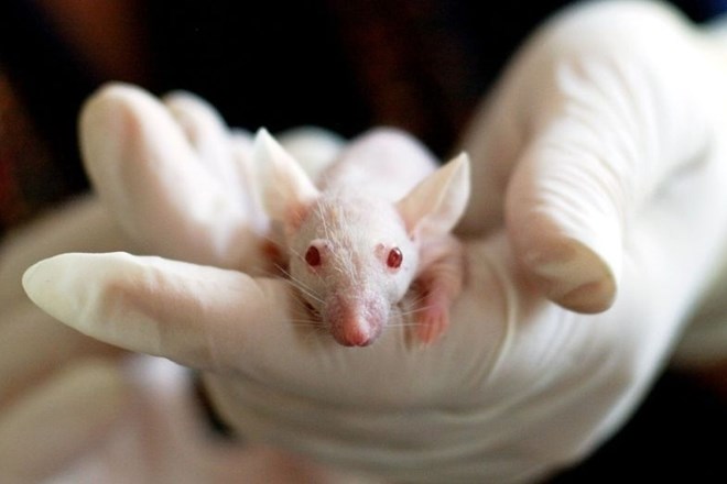 Japonski znanstveniki so dobili dovoljenje vlade, da lahko začnejo gojiti človeške organe v živalih. Fotografija je...