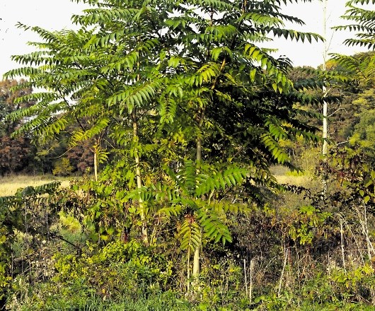 Veliki pajesen ali latinsko Ailanthus altisisma