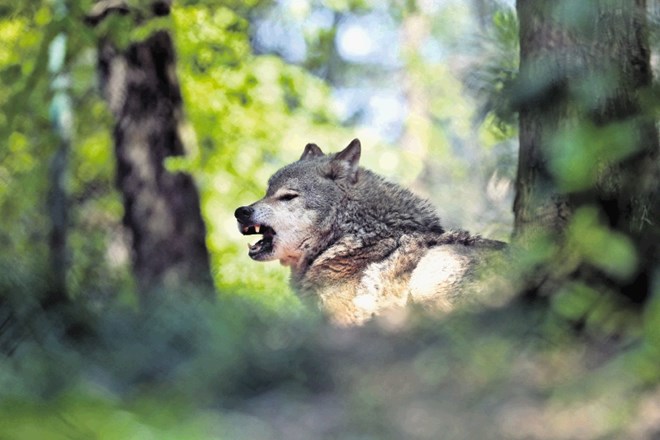 Minister Simon Zajc verjame, da bosta z obema spremembama padli glavni oviri za učinkovit odstrel volka.