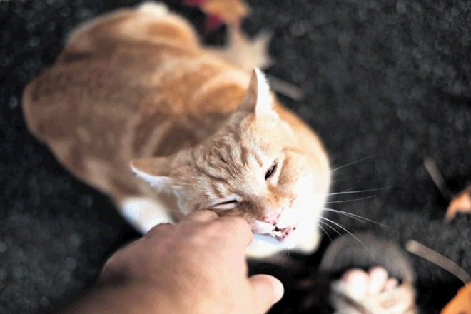 Veliko mačk ne mara dotikov, ampak jih prenašajo zato, ker vedo, da jih boste nahranili.