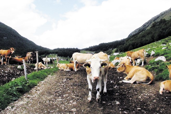 Na planini Zaprikraj se letos pase 42 krav, družbo jim delajo bik in krave s sosednje planine Zapleč. Nataša Bucik Ozebek