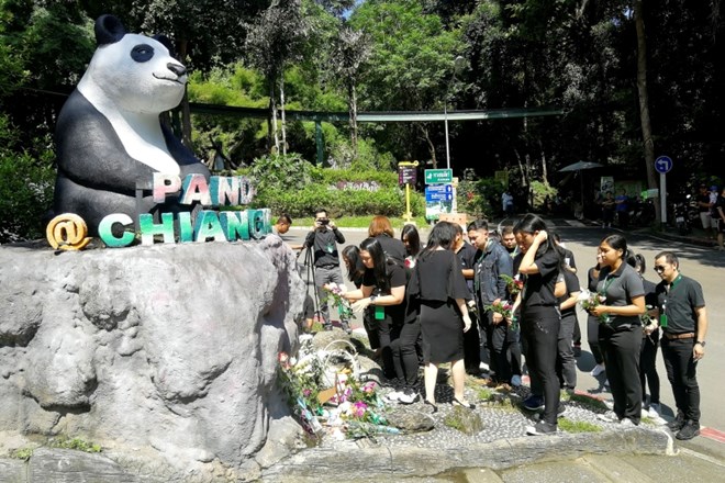 Zaposleni v živalskem vrtu v mestu Chiang Mai polagajo vence pred kipom pande Chuang Chuang, ki v ponedeljek nenadno...