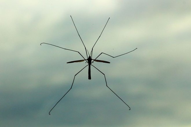 Znanstveniki so  v Braziliji vsak teden spustili v naravo  450.000 gensko spremenjenih komarjev. Njihov načrt, da bi...