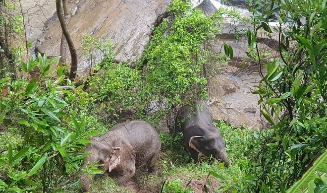 Na Tajskem tragično poginilo šest slonov, ki so skušali pomagati drug drugemu