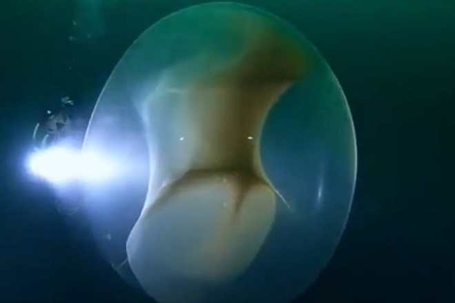 #video Potapljači v morju naleteli na ogromno kroglo