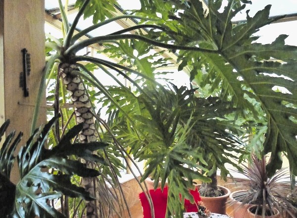 Deljenolistni filodendron lahko na pravem mestu zraste v veliko plezalko z meter velikimi listi.