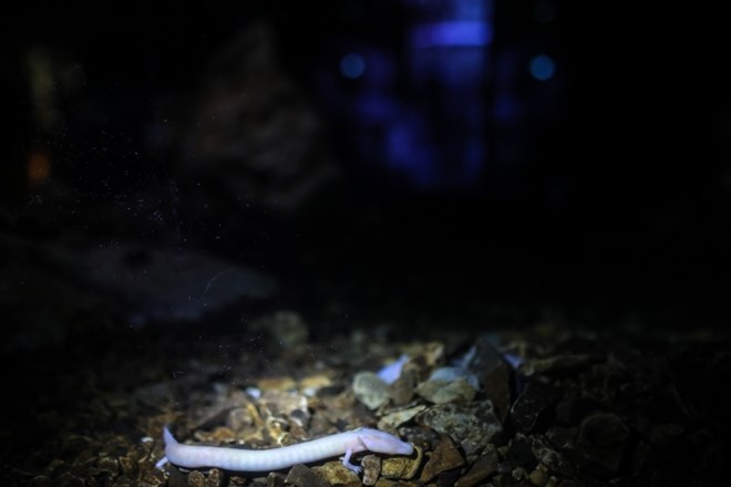Mladiči človeške ribice kmalu na ogled obiskovalcem Postojnske jame