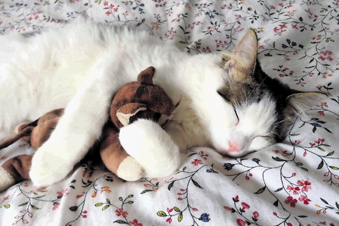 Dve stvari: živa mačka in mačka igračka