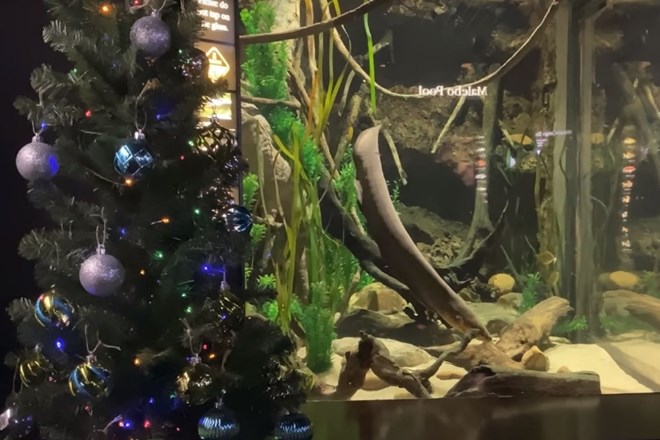 #video Jegulja Miguel Wattson sama napaja božično drevo in pošilja tvite